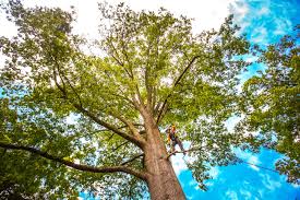 Best Hazardous Tree Removal  in Menlo Park Terrace, NJ