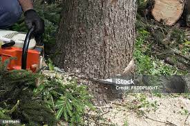 Best Tree and Shrub Care  in Menlo Park Terrace, NJ