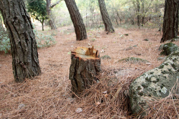 How Our Tree Care Process Works  in  Menlo Park Terrace, NJ